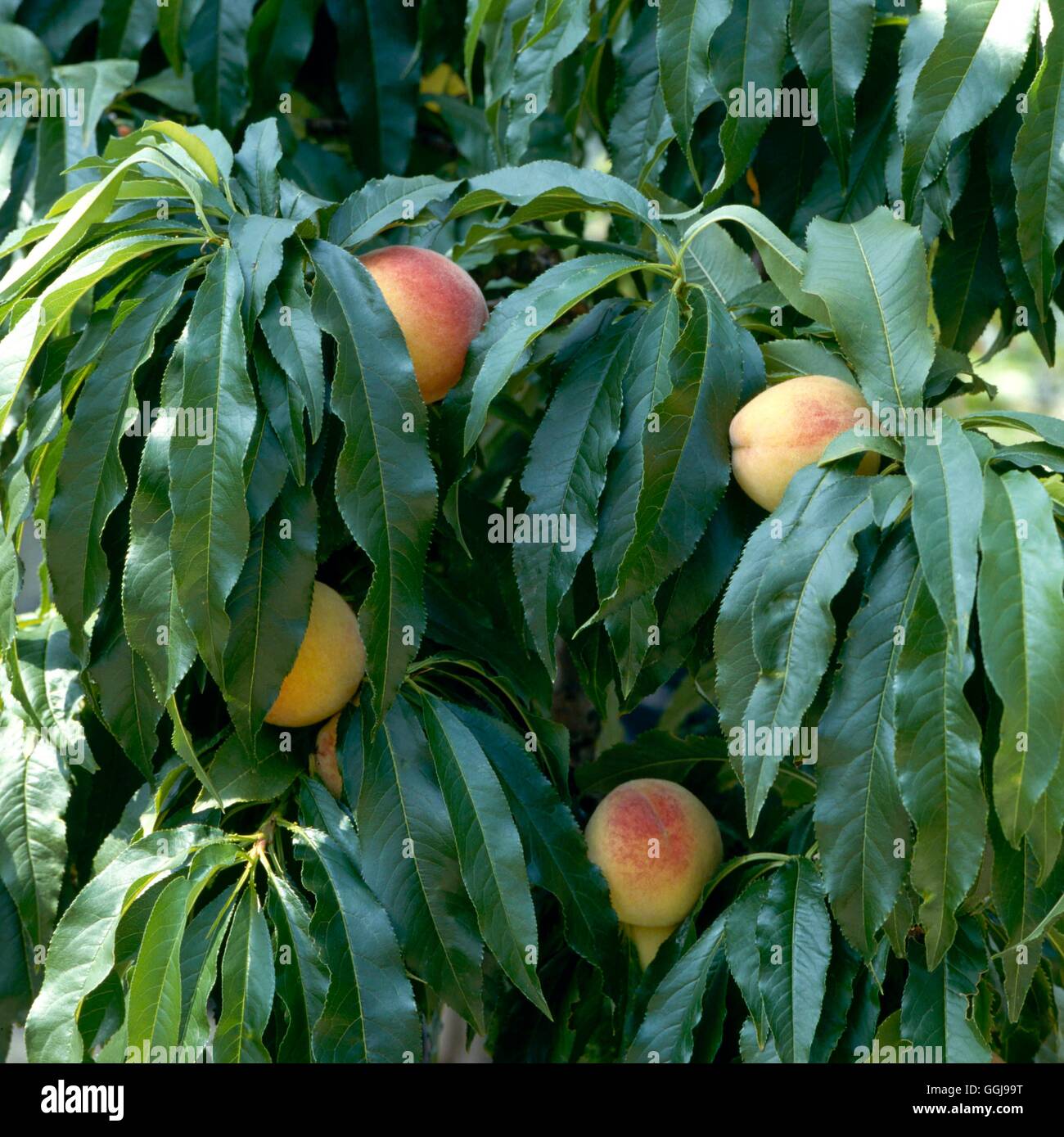 Peach - `Bonanza'- - (Prunus persica)   FRU026348 Stock Photo